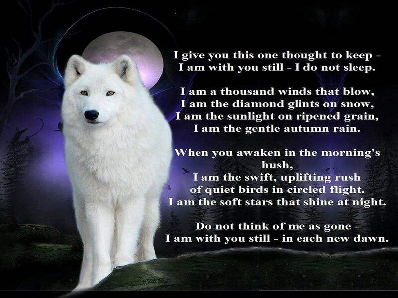 White Wolf Standing — Black