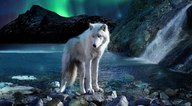 White Wolf Standing — Blue, Dramatic