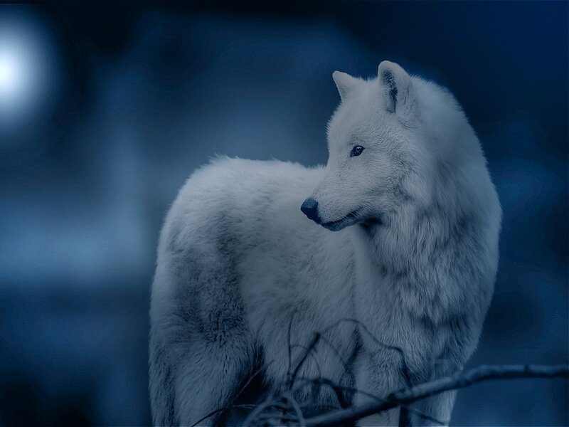 White Wolf Standing — Blue