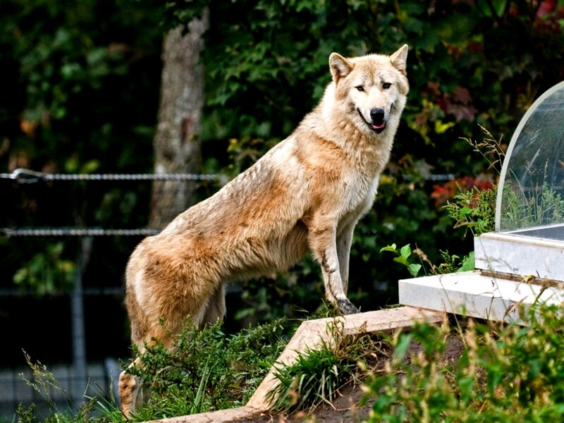 White Wolf Standing — Brown