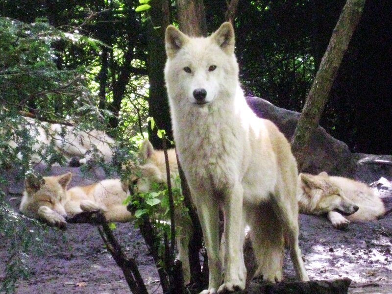 White Wolf Standing — Calm, Afternoon, Photograph