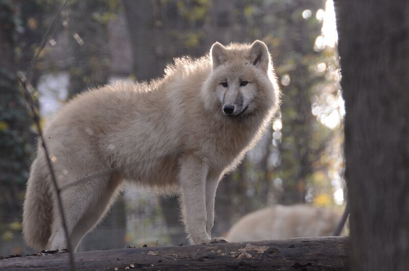 White Wolf Standing — Calm, Afternoon, Photograph, Tree Trunk, Log