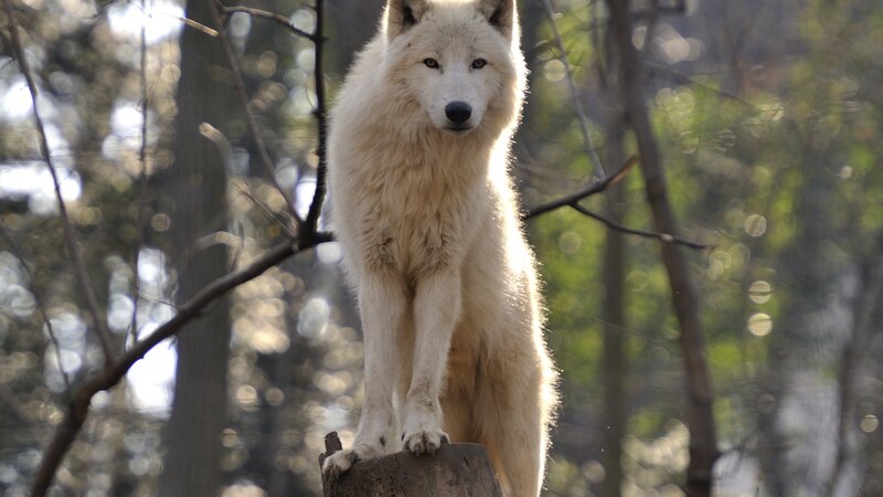 White Wolf Standing — Calm, Afternoon, Photograph, Tree Trunk