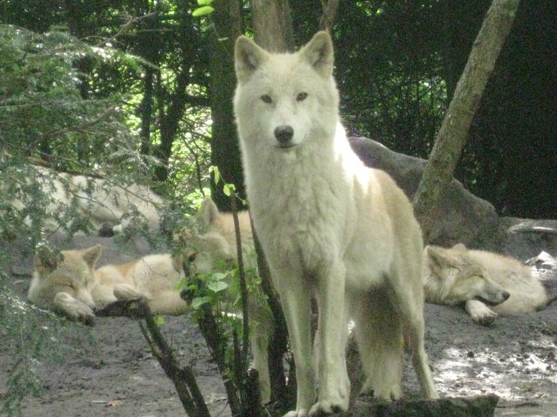 White Wolf Standing — Calm, Afternoon