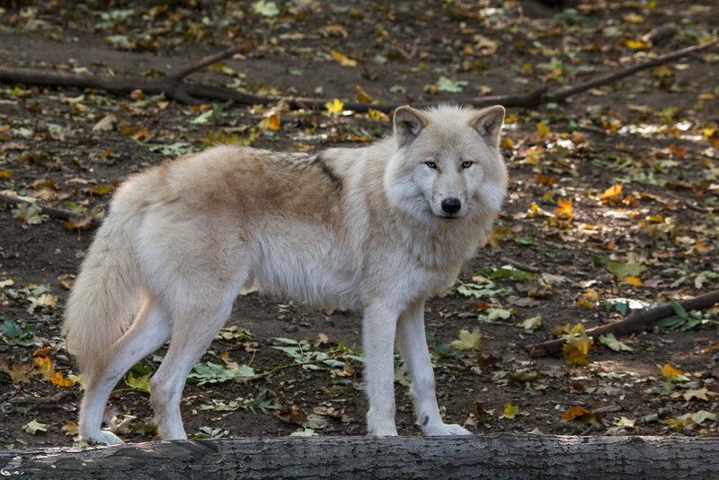 White Wolf Standing — Calm, Autumn, Photograph, Leaves