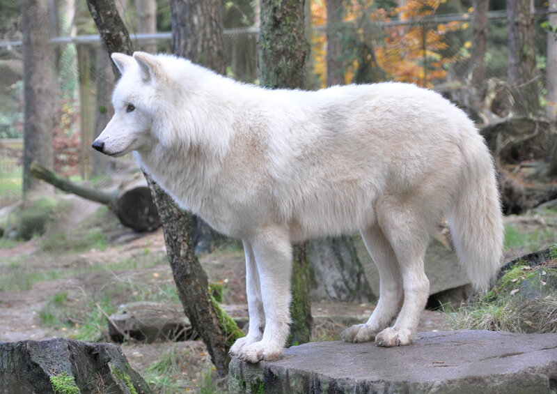 White Wolf Standing — Calm, Autumn, Photograph