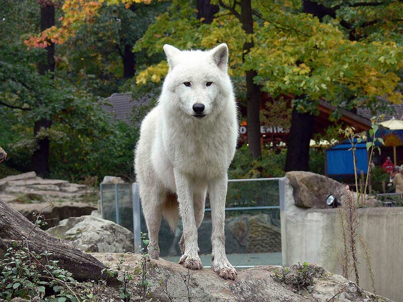 White Wolf Standing — Calm, Autumn