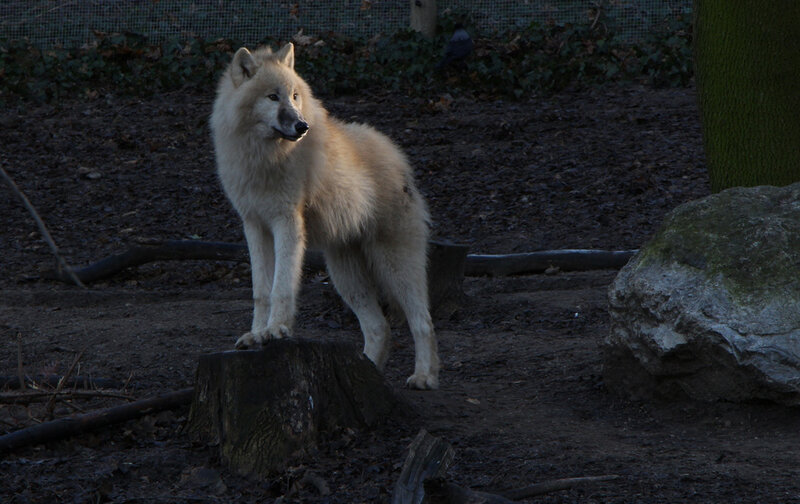 White Wolf Standing — Calm, Night