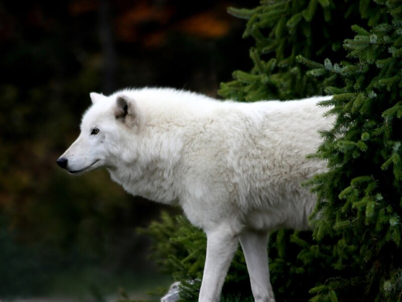 White Wolf Standing — Calm, Photograph