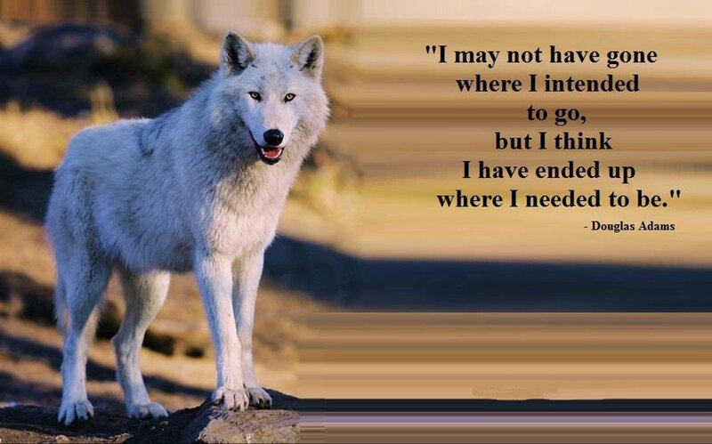 White Wolf Standing — Calm, Sunset