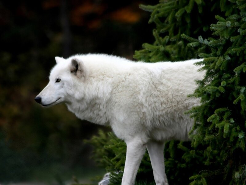 White Wolf Standing — Calm