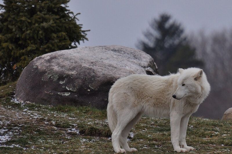 White Wolf Standing — Calm, Winter