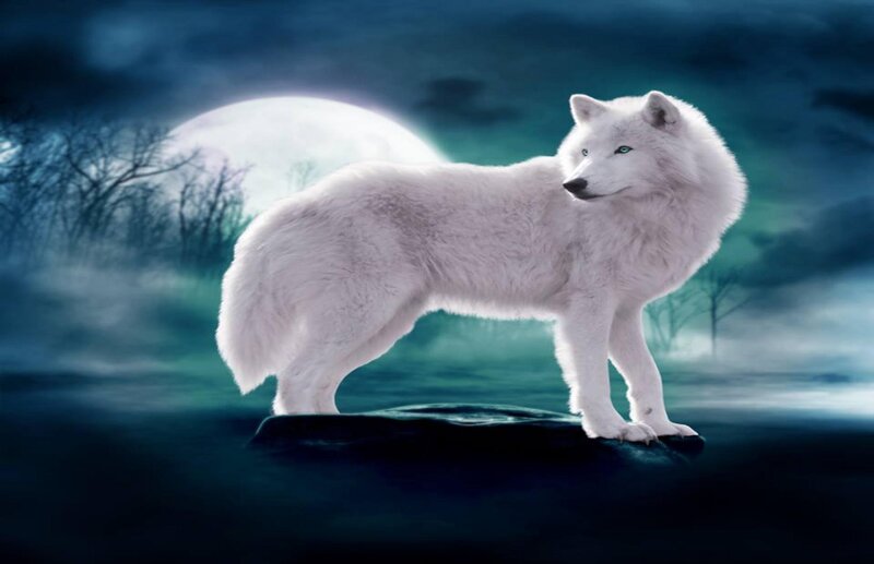 White Wolf Standing — Dramatic, Night, Digital Art