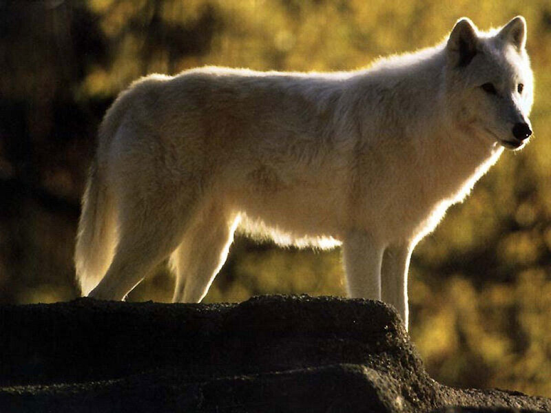 White Wolf Standing — Dramatic