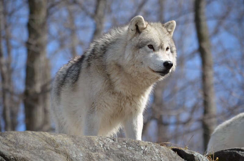 White Wolf Standing — Gray, Calm