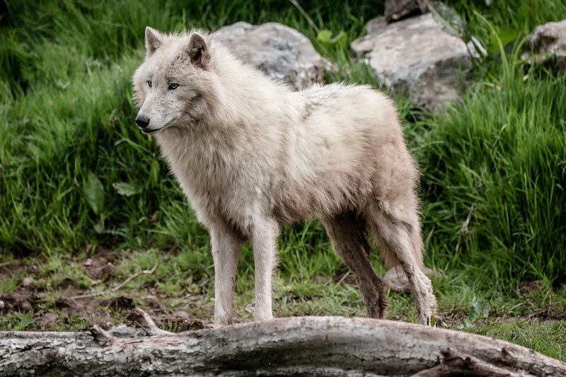 White Wolf Standing — Green, Alert