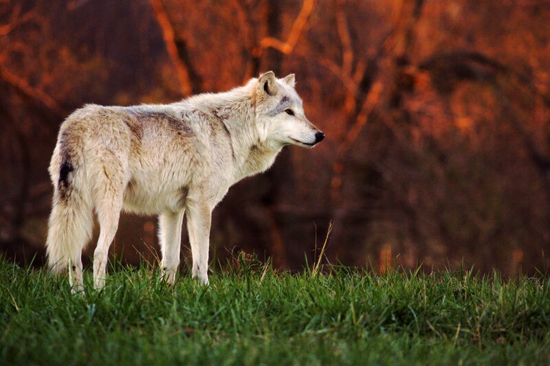 White Wolf Standing — Green