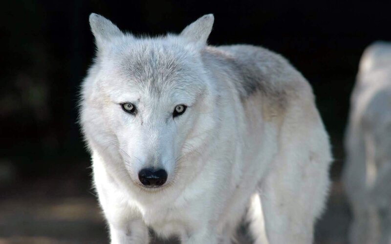 White Wolf Standing — Intense