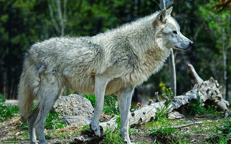 White Wolf Standing — Natural, Afternoon, Photograph, Forest