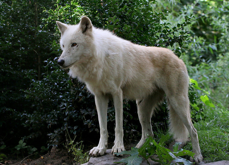 White Wolf Standing — Natural, Afternoon, Photograph