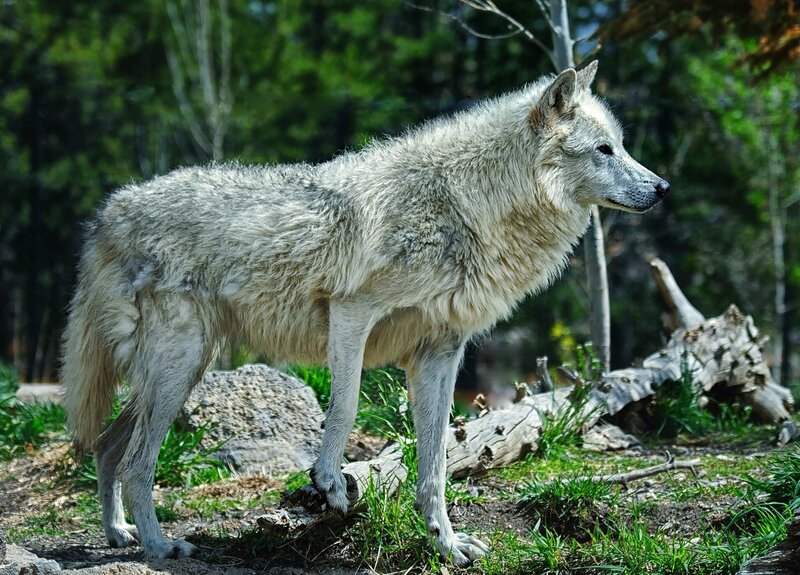 White Wolf Standing — Natural, Afternoon
