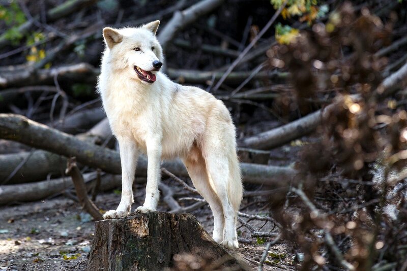 White Wolf Standing — Natural, Autumn