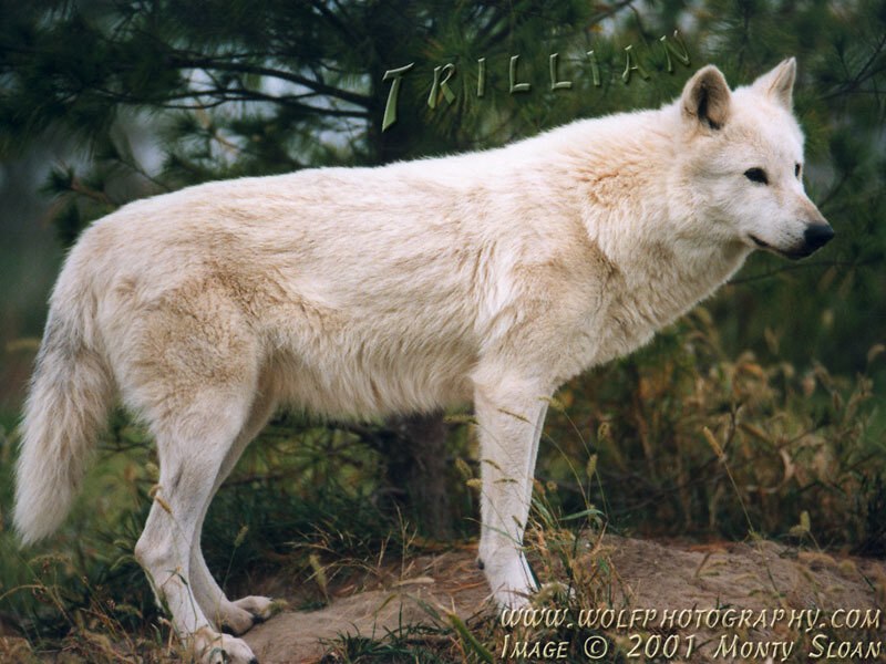 White Wolf Standing — Natural