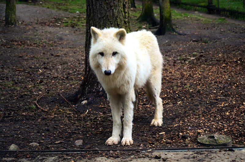 White Wolf Standing — Neutral, Afternoon