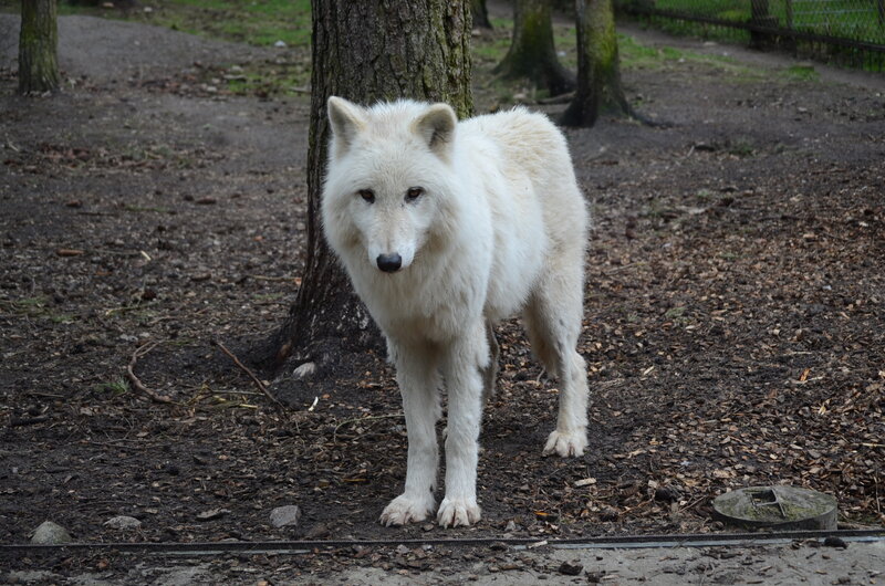 White Wolf Standing — Neutral, Autumn