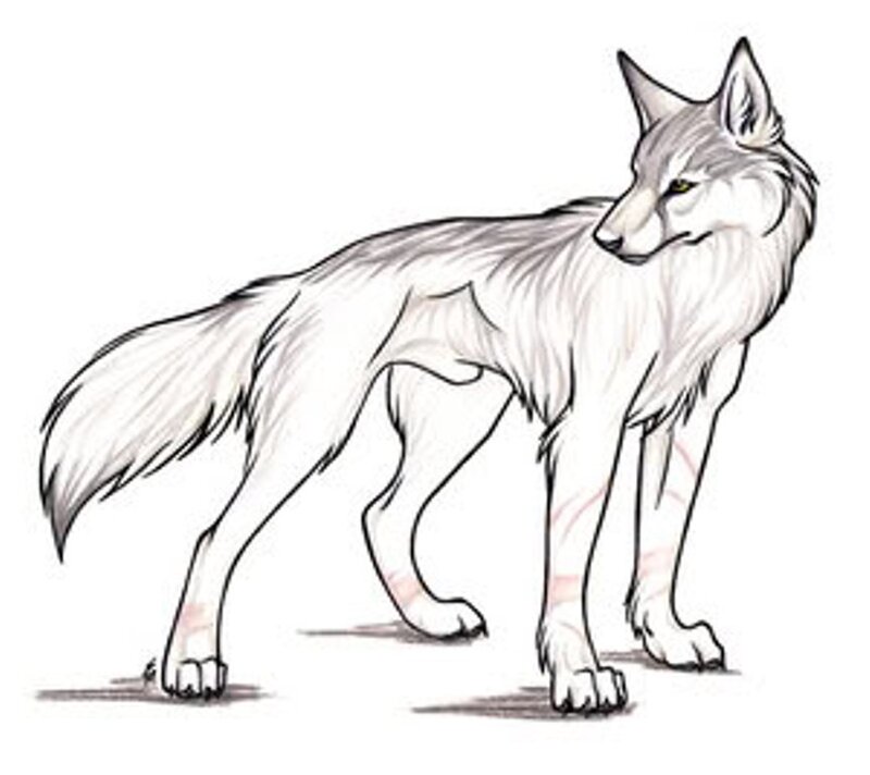 White Wolf Standing — Neutral, Digital Art