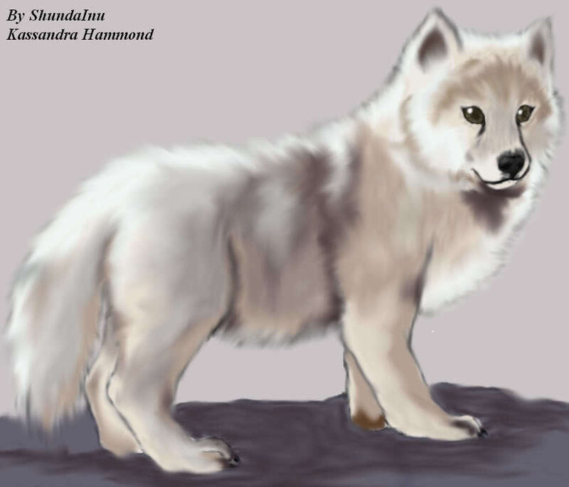 White Wolf Standing — Neutral
