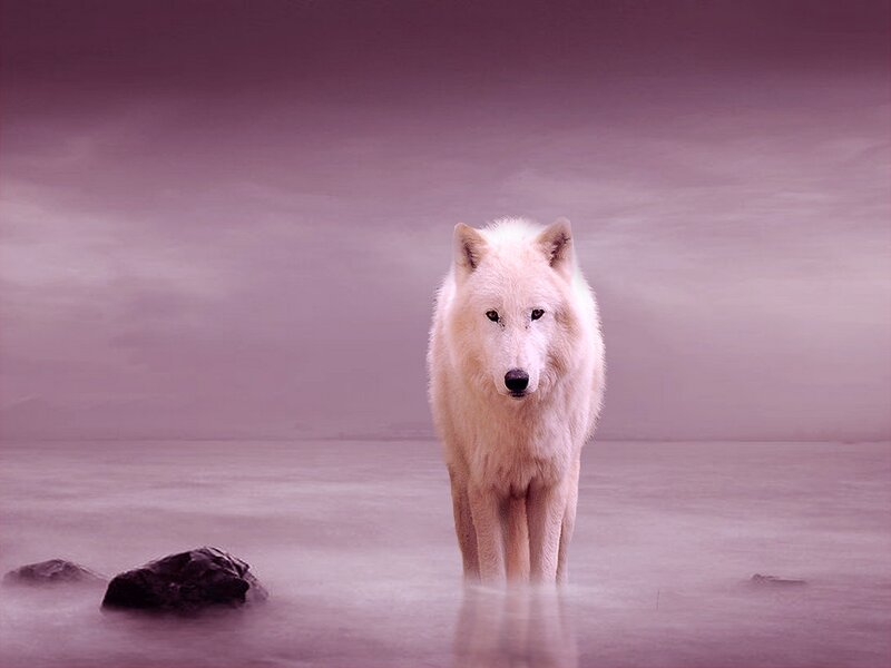 White Wolf Standing — Purple