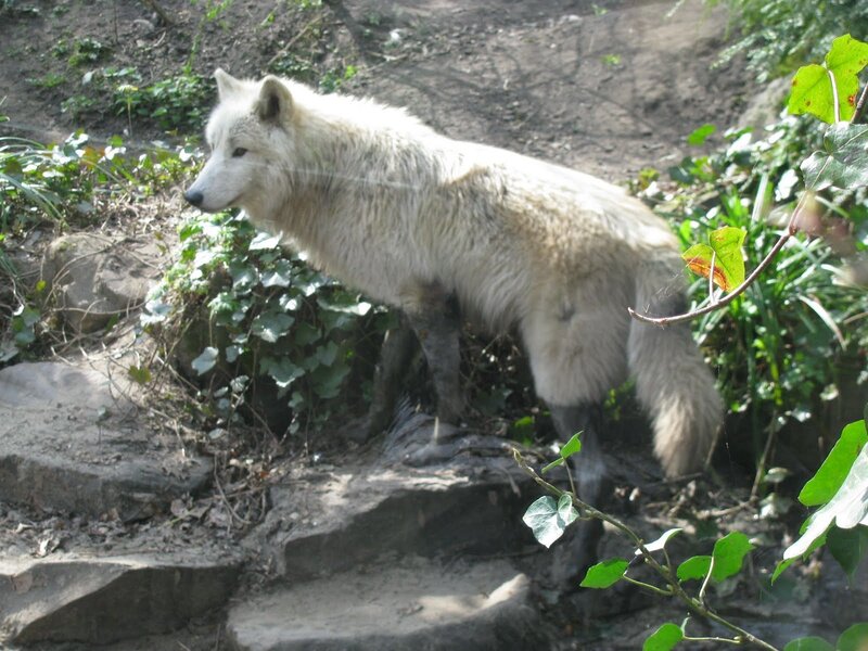 White Wolf Standing