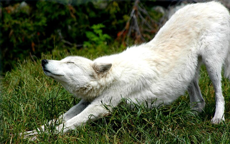 White Wolf Stretching — Calm, Afternoon