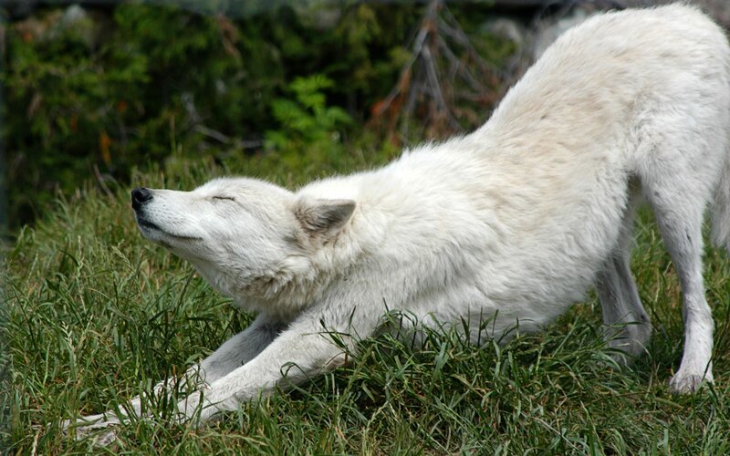 White Wolf Stretching — Calm