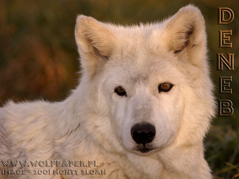 White Wolf