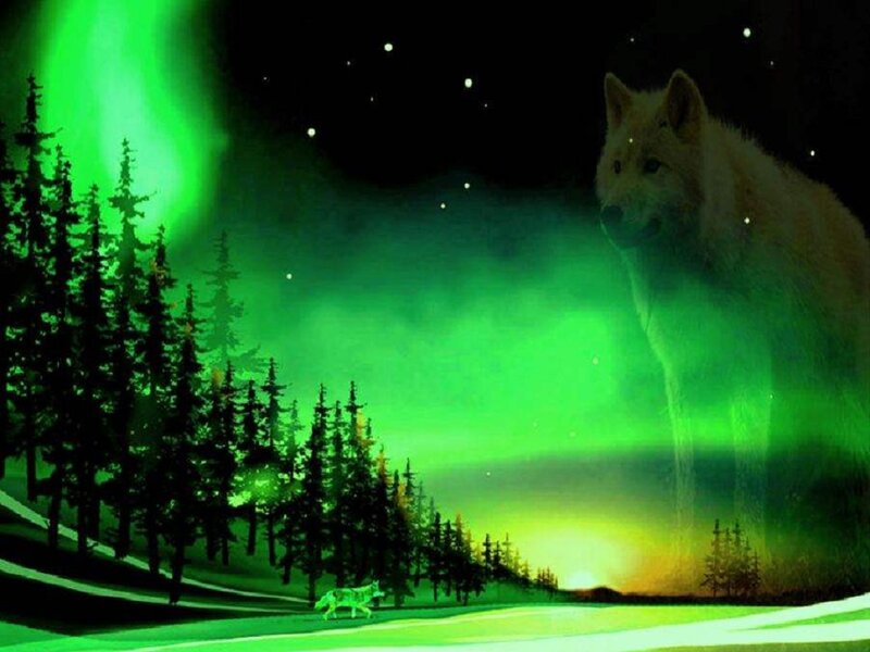 White Wolf under Aurora