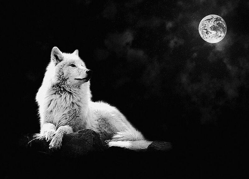 White Wolf under Moon — Black