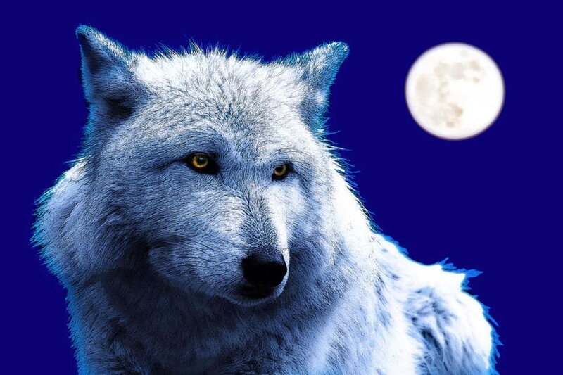 White Wolf under Moon — Blue