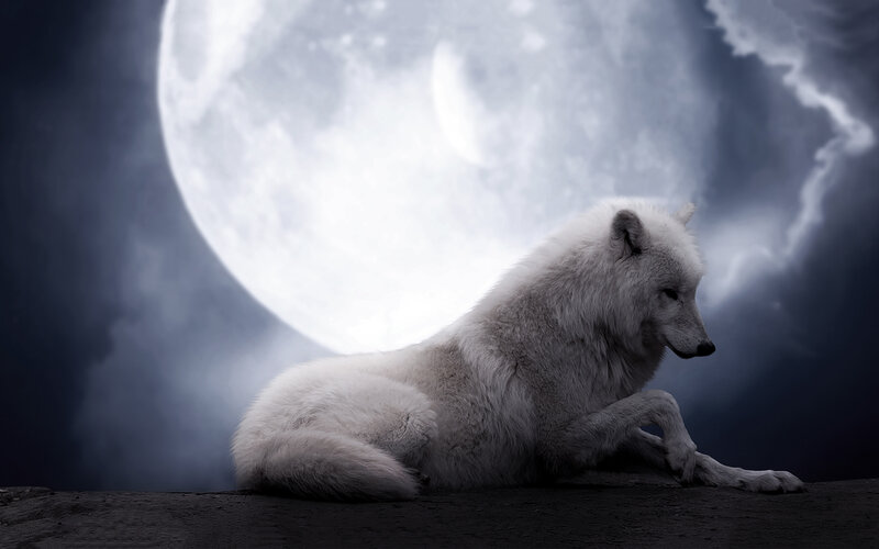 White Wolf under Moon — Dramatic
