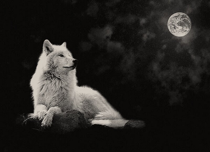 White Wolf under Moon