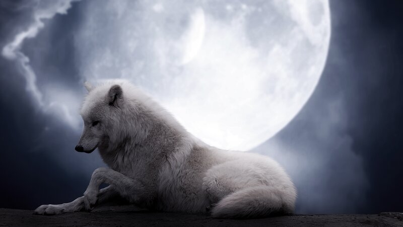 White wolf under moonlight
