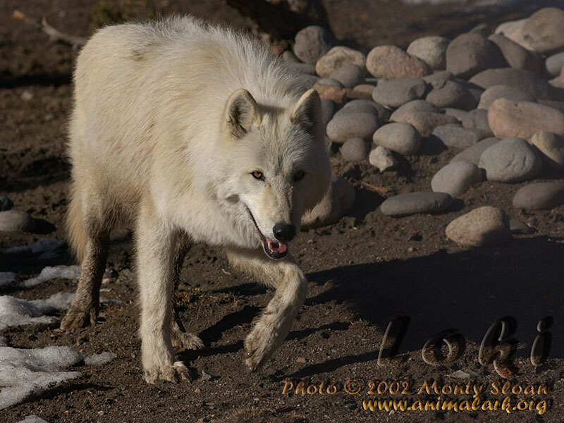 White Wolf Walking — Alert, Afternoon
