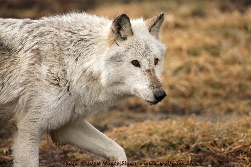 White Wolf Walking — Alert