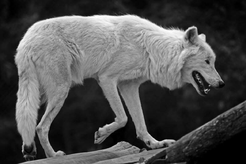 White Wolf Walking — Black