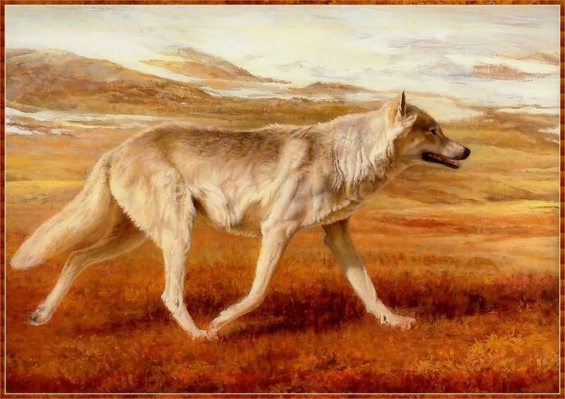 White Wolf Walking — Brown, Calm