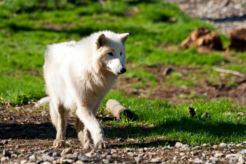 White Wolf Walking — Calm, Afternoon
