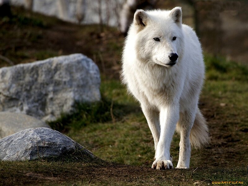 White Wolf Walking — Calm