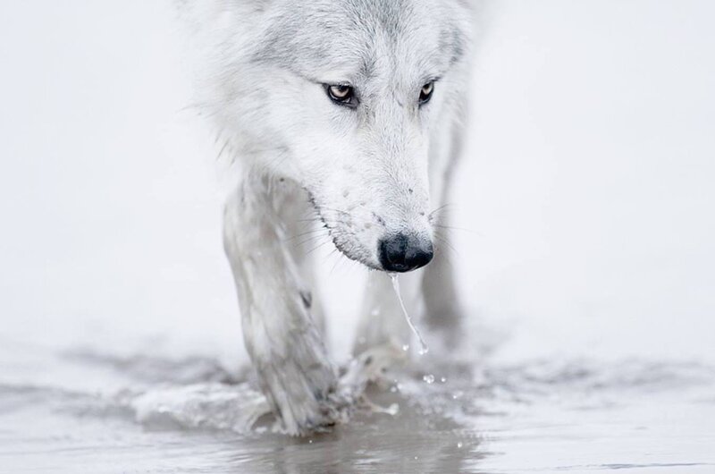 White Wolf Walking — Calm, Winter, Photograph