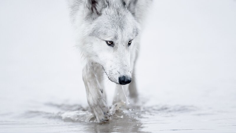 White Wolf Walking — Calm, Winter, Photograph, Water